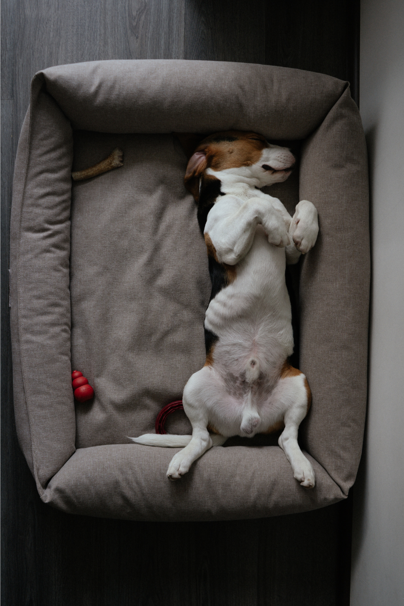 “The 5 Best Dog Bed Types for Every Sleep Style”