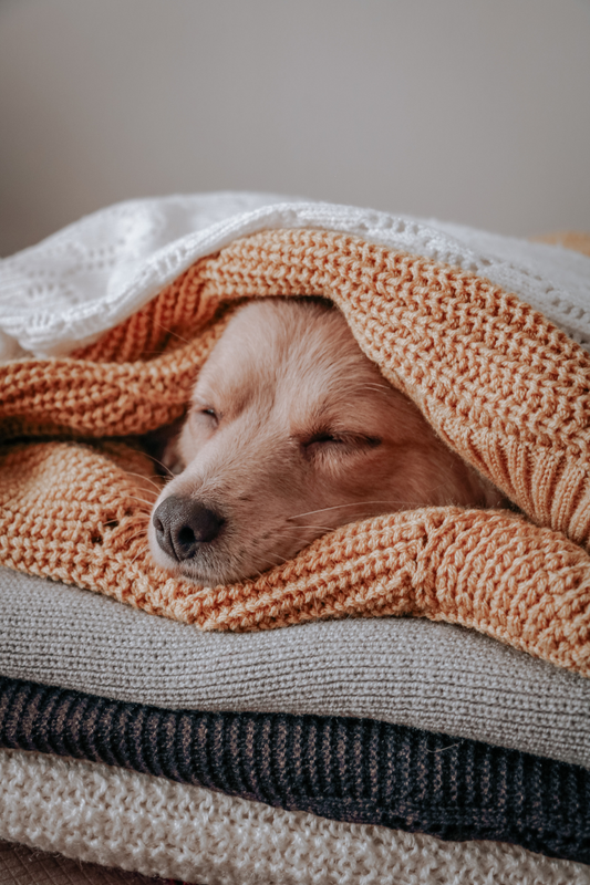 “How to Choose the Right Dog Bed Size for Your Pup”