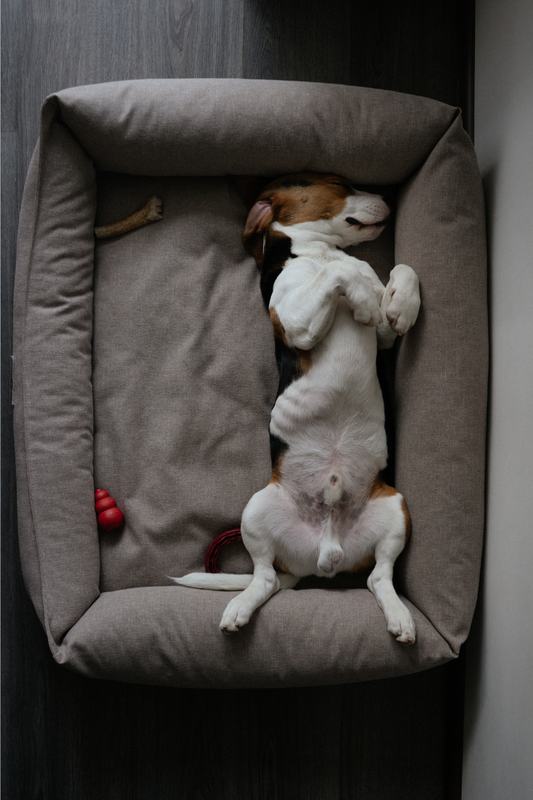 “The 5 Best Dog Bed Types for Every Sleep Style”